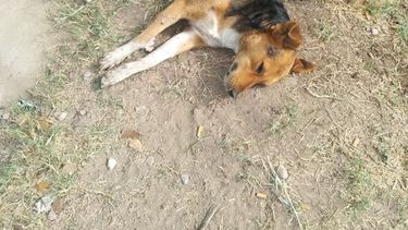 Denuncian que enveneraron a más de 30 perros en San Juan