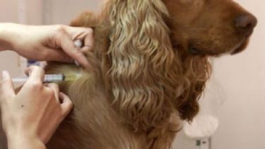 Cronograma Tenencia Responsable de mascotas