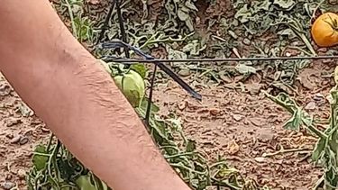 Quinto Cuartel, la zona productiva más impactada por el temporal