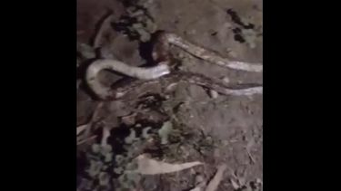 Apareció una enorme víbora y generó revuelo en Caucete