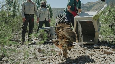 Mirá cómo liberaron en San Juan 100 aves que fueron recuperadas en varios operativos