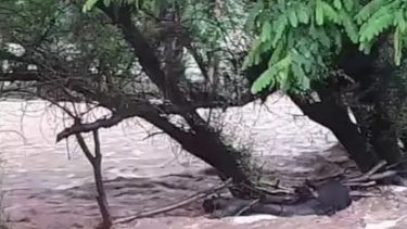 Impactante crecida en Gualcamayo: el temporal arrasó con cultivos y ganado