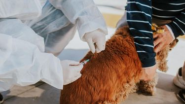 ¡Atención vecino de Rivadavia!: mirá el cronograma de la Vacunación Antirrábica