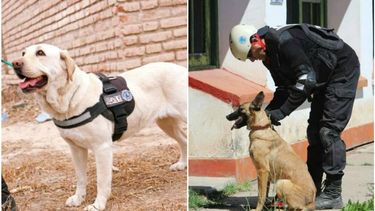 Fiona y Astrid, los dos héroes caninos sanjuaninos
