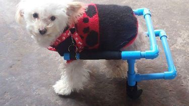 Un tutorial para fabricar tu propio perro propulsor que se comparte en Facebook