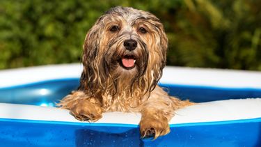 Cómo cuidar a nuestros ¨pichichos¨ del calor extremo sanjuanino