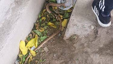 ¡Pánico! Hallaron una víbora de casi un metro y medio en Rawson