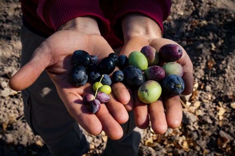 Algunas de las variedades de aceitunas que se cultivan en San Martín - Fotografía Mariano Martín