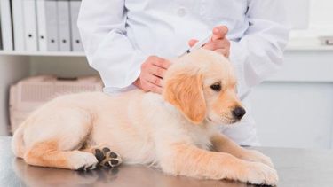 Rivadavia: cronograma del quirófano móvil de vacunación