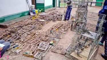 Rescataron en Rawson más de 360 aves, a punto de ser comercializadas