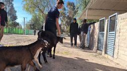 Con más de 1.500 alumnos, así será la expo de las escuelas agrotécnicas
