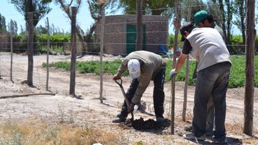 Plantarán 2.000 algarrobos para contener el agua