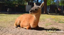 El Día del Animal se vive en el Faunístico: mirá todo lo que podés hacer