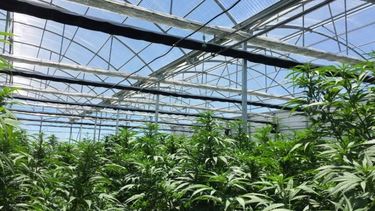 ¿Quiénes podrán acceder al Cannabis Medicinal en San Juan?