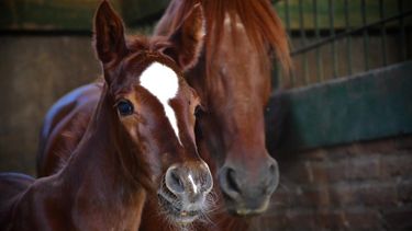 Nació un potrillo policía en San Juan y comenzaron un concurso para elegir su nombre