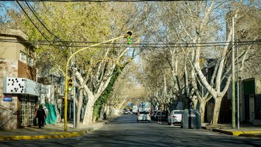 En detalle, el estado de la arbolada del Gran San Juan, según el último relevamiento realizado por la Secretaría de Ambiente.