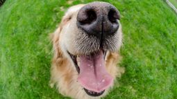 Equinococosis quística o hidatidosis: la enfermedad silenciosa que se transmite desde los perros