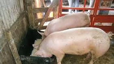 Por el olor y las moscas, clausuraron un criadero de cerdos en 25 de Mayo