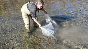 Quince mil ovas de Trucha para siembra y cultivo intensivo