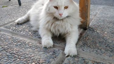 Por el dólar, los sanjuaninos “le ponen unos pesitos” al Gato en la Quiniela