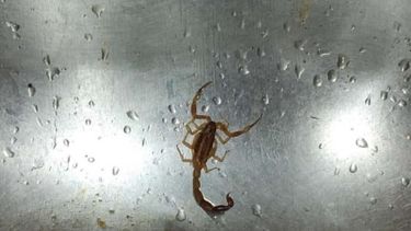 Caucete: iba a lavar los platos y halló un alacrán en la bacha