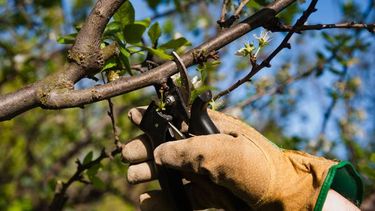 El 15 de mayo arranca la temporada de poda en Rivadavia