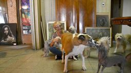 Emilia, la proteccionista sanjuanina que cuida a más de 100 perros que nadie quiere