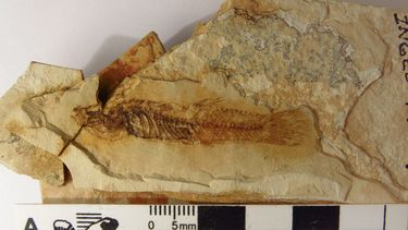 Otro fósil sanjuanino sorprendió a científicos del mundo