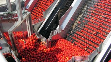 Avanza la puesta en funcionamiento de una máquina procesadora de tomate en Ullum. Imagen ilustrativa.