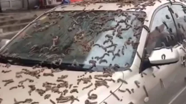 Lluvia de gusanos: las imágenes del fenómeno que aterroriza a China