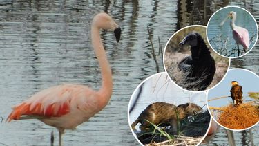 Los secretos de una reserva natural situada en el corazón del Médano de Oro