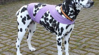 Tellington Ttouch: ¿cómo ayudar a los perros en la época de fiestas?