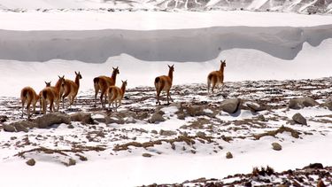El 15 de mayo comenzó un nuevo Operativo Invierno en Veladero