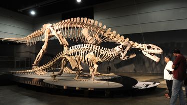 La muestra Titanes de Ischigualasto se expondrá en Chile