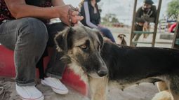 Para los perros abandonados se usa la esterilización masiva,