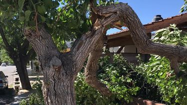 Quedate adentro: el Zonda se pondría más intenso en la tarde