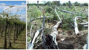 Una tormenta de granizo y viento destrozó fincas en Sarmiento
