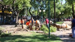 Se cayó un árbol enorme y de milagro no hubo heridos