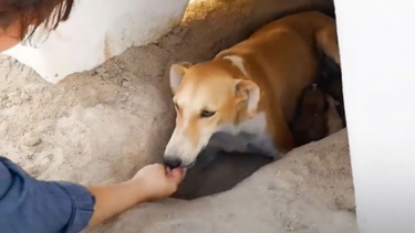 La conmovedora historia de la perra Sandy y sus cachorros