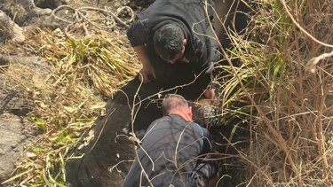 Un grupo de policías logró salvar a un caballo que había caído a un canal en Iglesia.