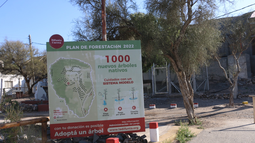 Hace dos años se plantaron 1.000&nbsp; árboles en Vallecito, donde se encuentra la Difunta Correa, pero en el camino algunos perecieron.