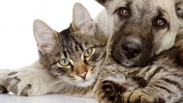 Trailer de castración gratuita de mascotas en Pocito