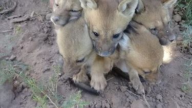 Indignante: venden zorritos por Whats App en Carpintería