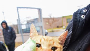 Atención vecino de Rawson: mirá dónde funciona el Quirófano móvil de mascotas