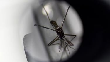 Un nuevo virus transmitido por mosquitos preocupa en Estados Unidos.