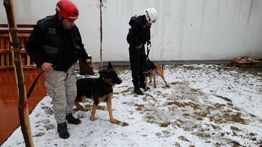 Perros sanjuaninos de la Federal colaboran con la búsqueda de una nena desaparecida en San Luis