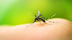 Alarmante: siguen aumentando los casos de dengue autóctonos en San Juan