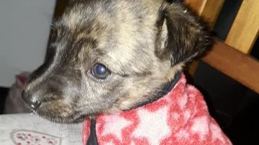 Rápido y fácil: mirá cómo hacer una cucha para proteger a los perros del frío