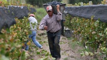 Banco San Juan lanzó una línea de créditos de hasta $100 millones para productores vitivinícolas