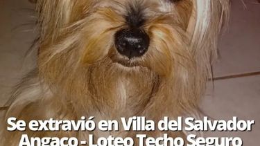 Buscan a Nacho, el compañero de una mujer enferma: ofrecen recompensa